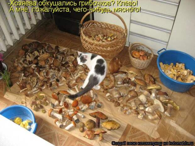 Лучшие котоматрицы недели (50 фото)