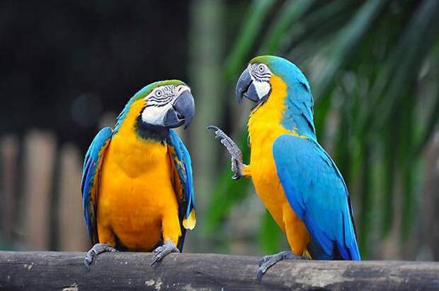 Синий ара в природных и домашних условиях. Фото попугаев