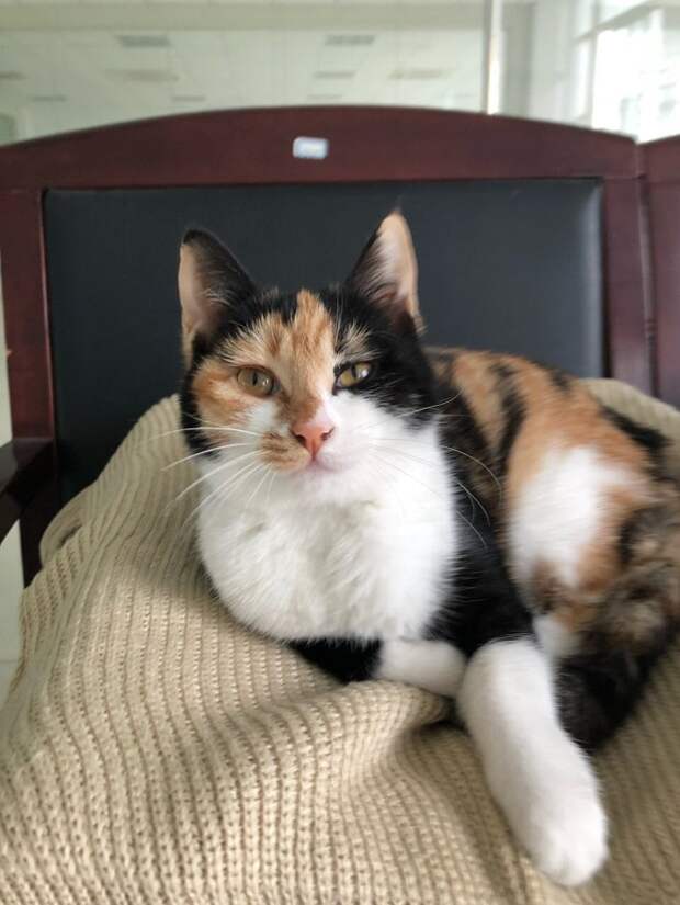 Кошка на стуле