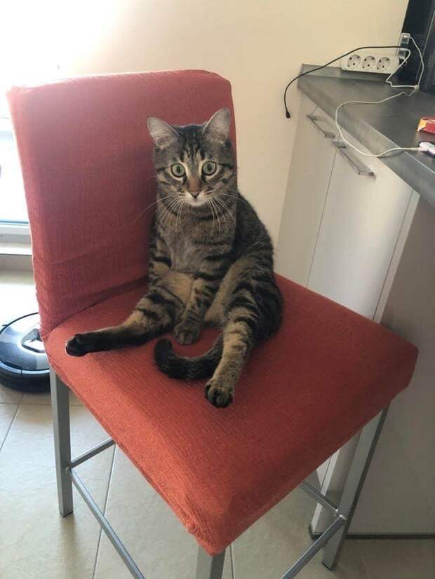 Снимки котов, которые впали в экзистенциальный кризис