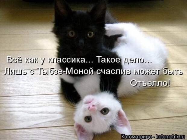 Свежая котоматрица (20 фото)