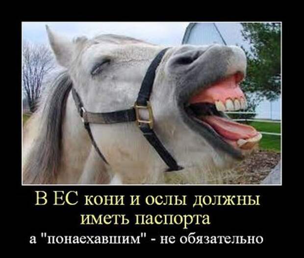koni_osly_1457724775_cytwhd_600.jpg