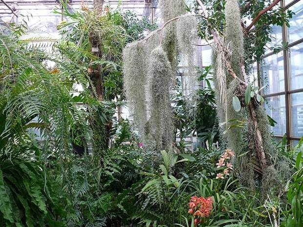 Этот загадочный испанский мох