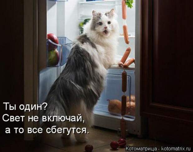 Свежая котоматрица для настроения (35 фото)
