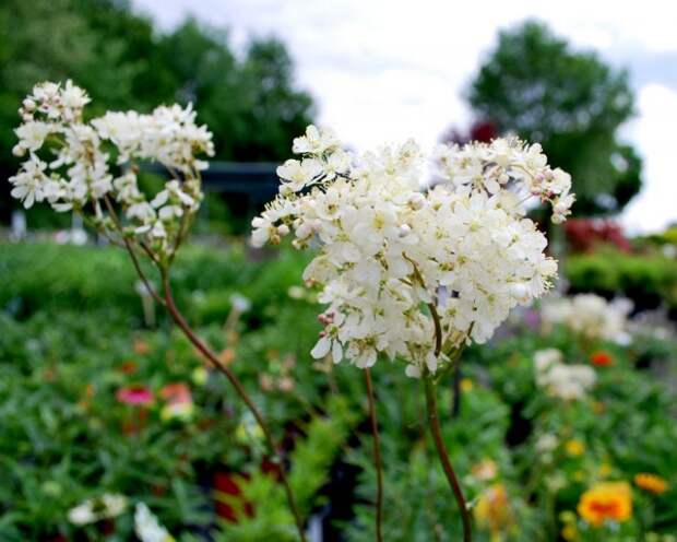 Лабазник обыкновенный (Filipendula vulgaris)