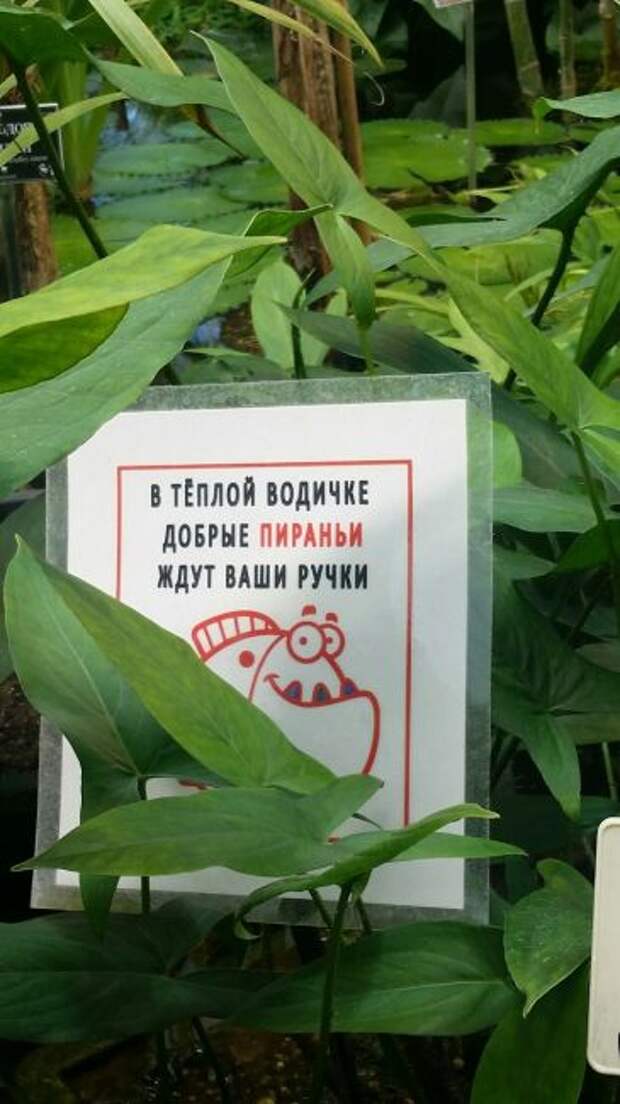 Добрые пираньи ждут ваши ручки