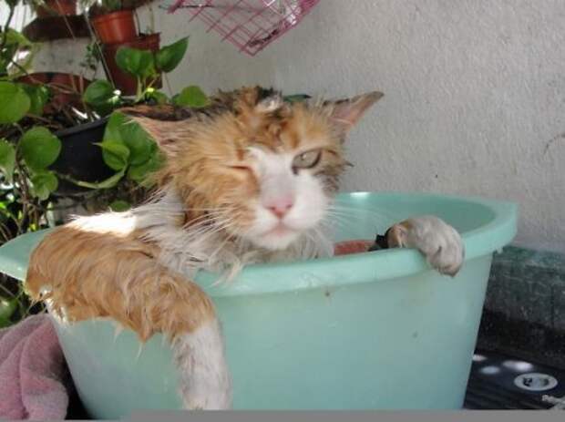 Неправильные коты  вода, кот