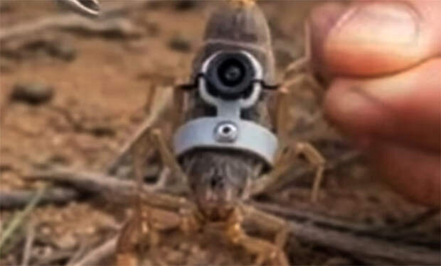 Фото: 9gag/скриншот