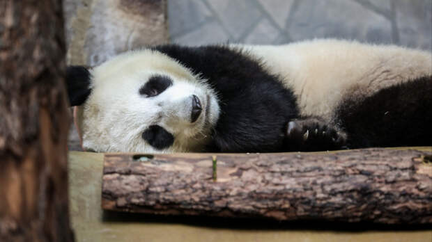 Наблюдать за животными Московского зоопарка во время морозов можно онлайн