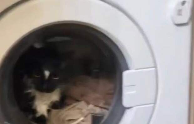 Кот чудом уцелел в стиральной машине
