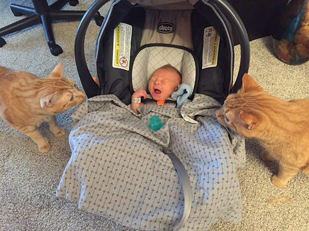 Младенец вернул псу любовь к людям Младенец вернул псу любовь к людям братья меньшие, животные, любовь к людям, собаки