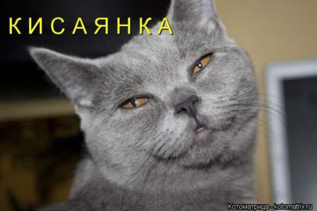Котоматрицы(картинки с надписями)