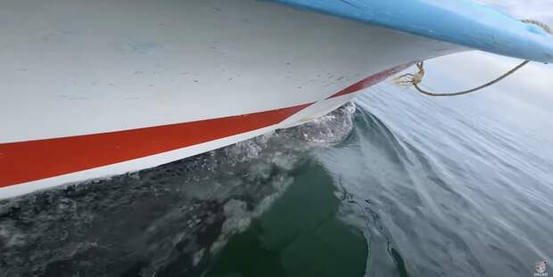 Серый кит прокатил лодку с туристами по волнам: видео