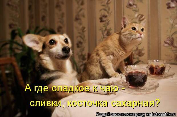 Лучшие котоматрицы недели (50 фото) Лучшие котоматрицы недели (50 фото)