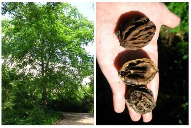 Ланкастерский орех: взрослое дерево и его плоды. Фото с сайта greeninfo.ru