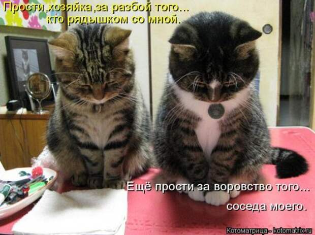Свежая котоматрица для всех (33 фото)