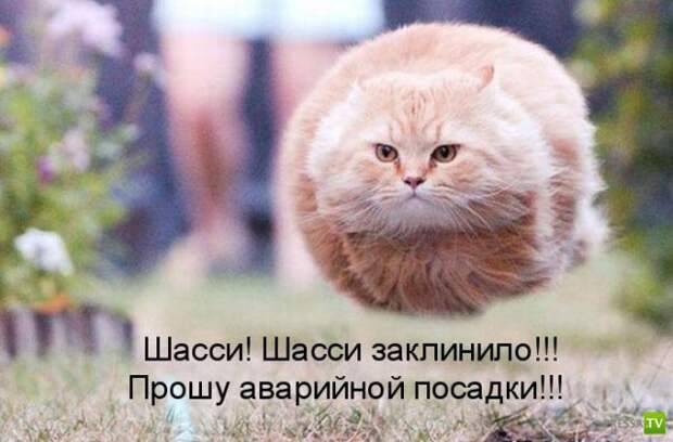 Котоматрица (18 фото)