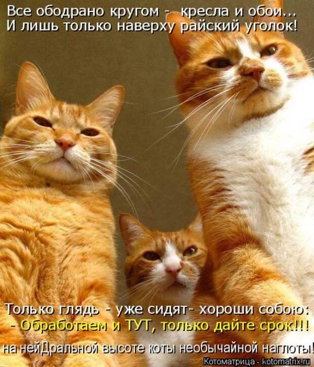 Лучшие котоматрицы недели (50 фото)