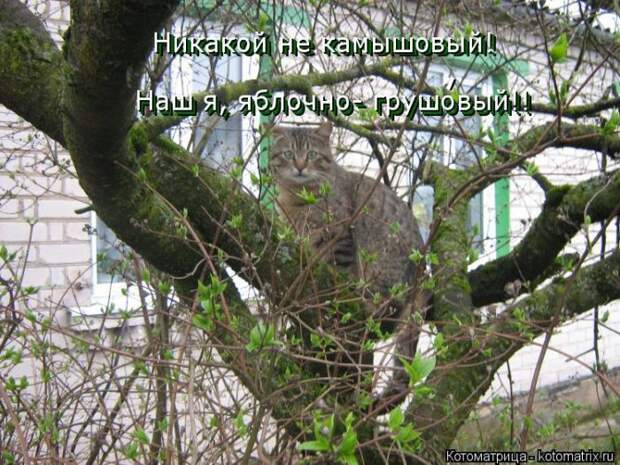 Лучшие котоматрицы недели (50 фото)