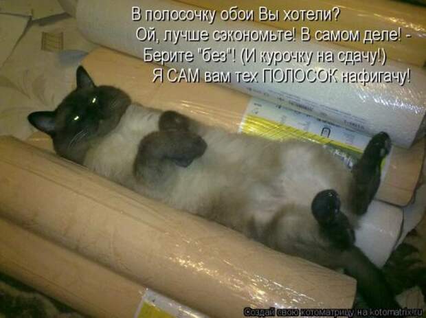 Свежая котоматрица (22 шт)