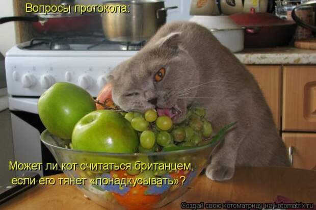 Лучшие котоматрицы недели