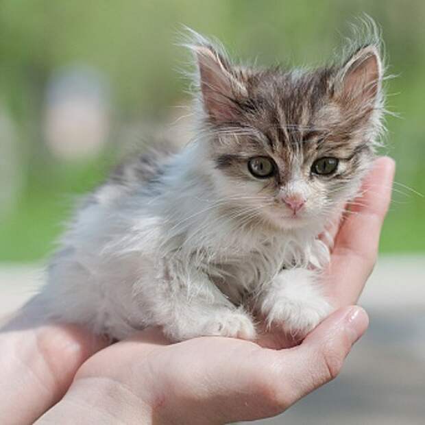 Вы подобрали котенка, что с ним делать дальше?