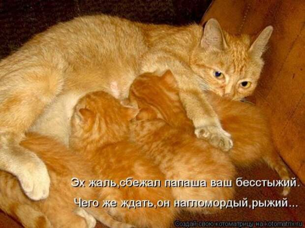 Новые котоматрицы для настроения (32 шт)