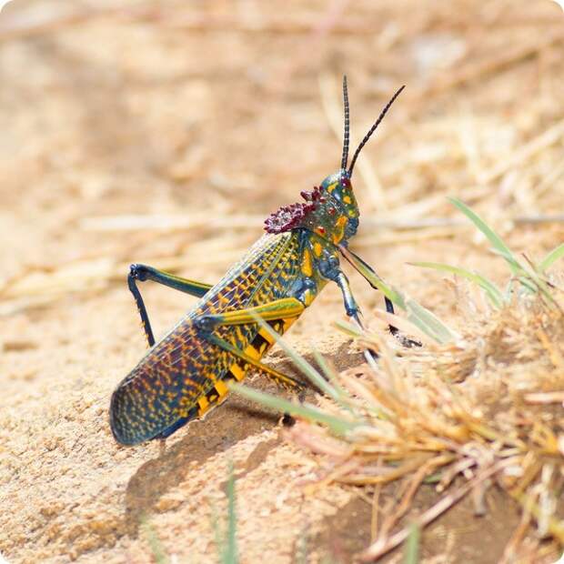 Радужная саранча (лат. Phymateus saxosus)