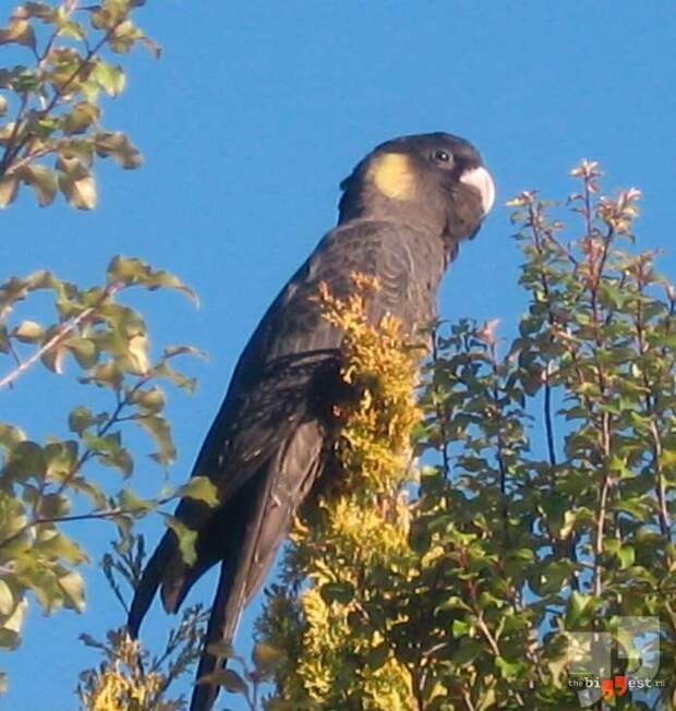 Calyptorhynchus (Zanda) funereus