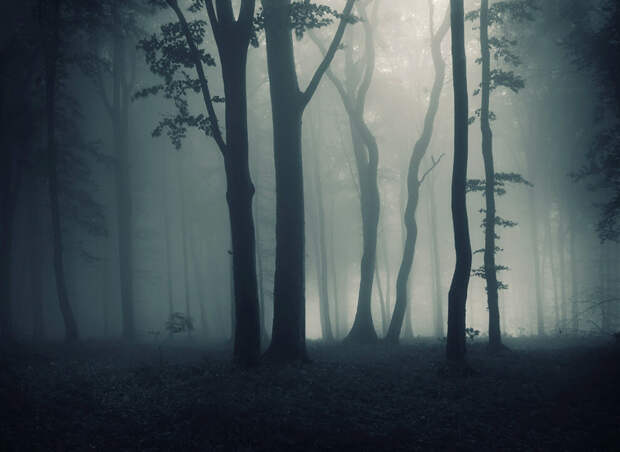 Страшный лес: не выйдешь