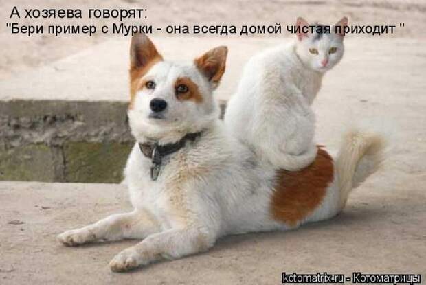 Мысли в слух :)