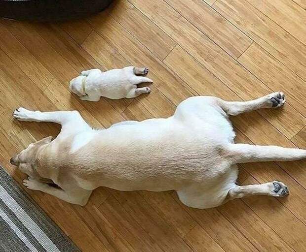 20 супер-мимимишных фотографий, которые вызовут у вас восторг