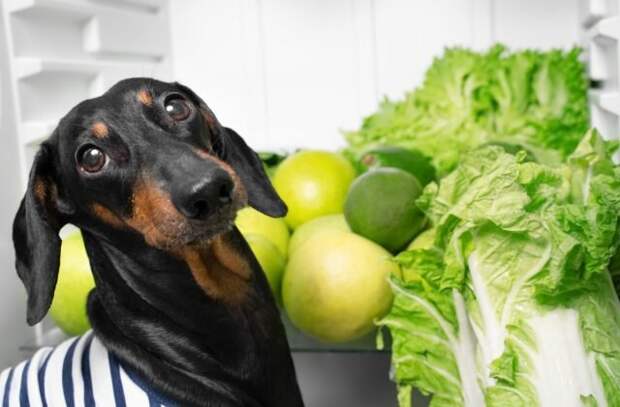 ЗОЖ по-собачьи, или Какие овощи и фрукты можно давать четвероногому другу  📷 