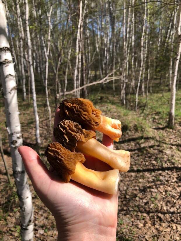 Фото: Елена Прилуцкая / vk.com/gribniki22rus