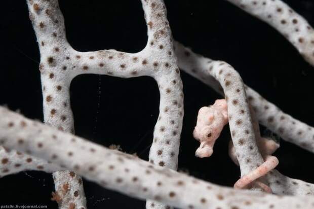 Застенчивый микро-конек Hippocampus denise (длина полсантиметра) в коралловых зарослях, Raja Ampat, Западное Папуа, Индонезия, Индийский океан Застенчивый микро-конек Hippocampus denise (длина полсантиметра) в коралловых зарослях, Raja Ampat, Западное Папуа, Индонезия, Индийский океан