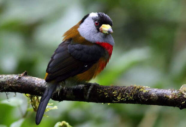 Birds_22 (700x480, 218Kb)