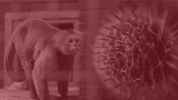 Источник: в Петербурге госпитализировали двух человек с симптомами оспы обезьян