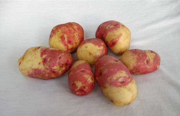 Клубни картофеля Иван-да-Марья