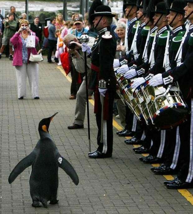 11. В Норвегии есть королевский пингвин, посвященный в рыцари интересное, факты