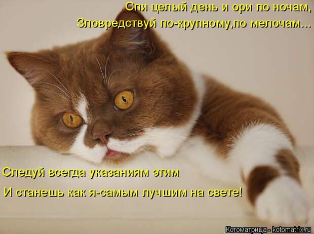 Котоматрица: Спи целый день и ори по ночам, Зловредствуй по-крупному,по мелочам... Следуй всегда указаниям этим И станешь как я-самым лучшим на свете!