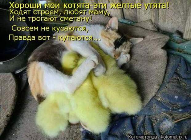 Котоматрицы(картинки с подписями)