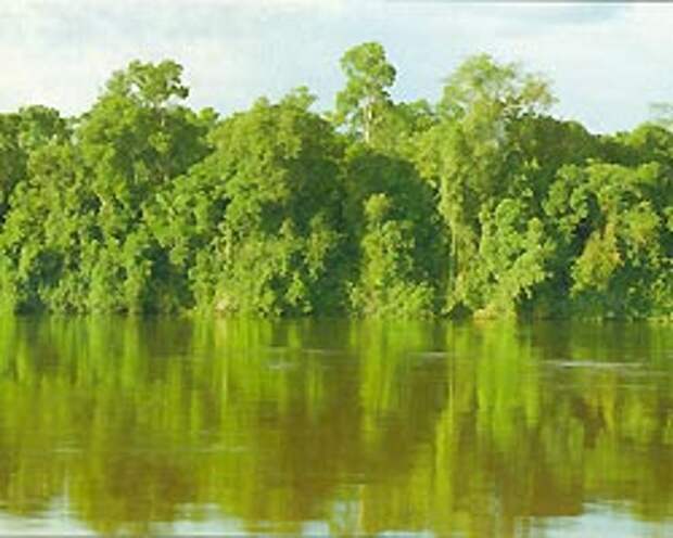 По бескрайней сельве несет свои воды великая Амазонка.