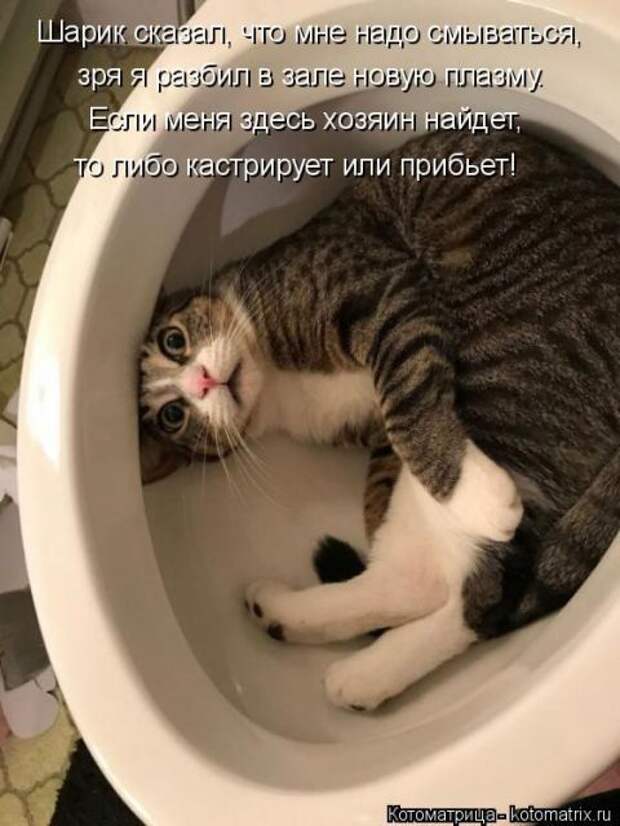 Лучшие котоматрицы недели (50 фото)