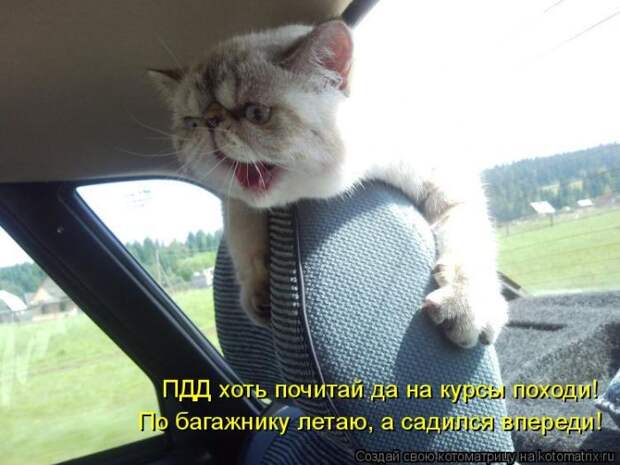Лучшие котоматрицы недели (50 фото)