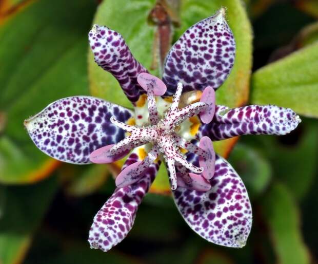 Необычные цветы - Трициртис коротковолосистый (Tricyrtis hirta)