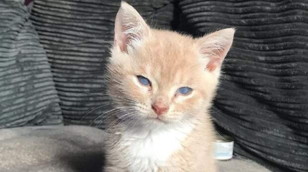 kitten 21032020 kitten