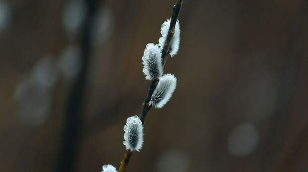 Священник объяснил, что нельзя делать в Вербное воскресенье