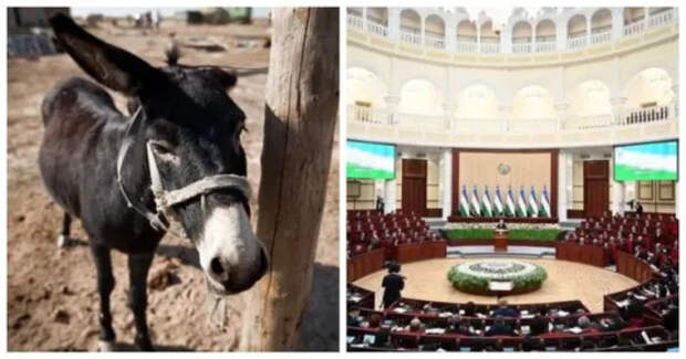 Парламент Узбекистана не принимает законопроект, запрещающий зоофилию