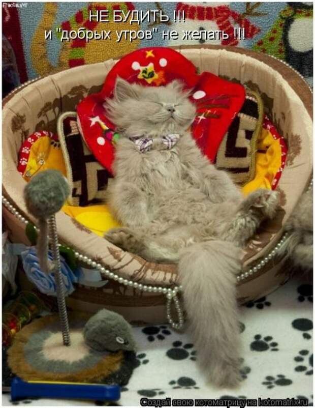 Лучшие котоматрицы недели