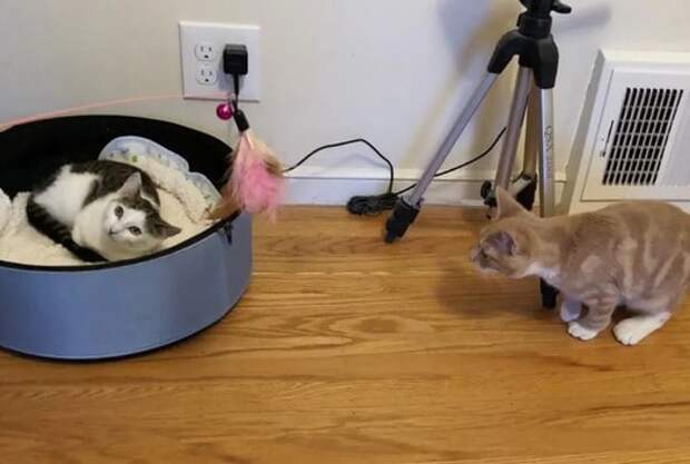 Кошки Два котика